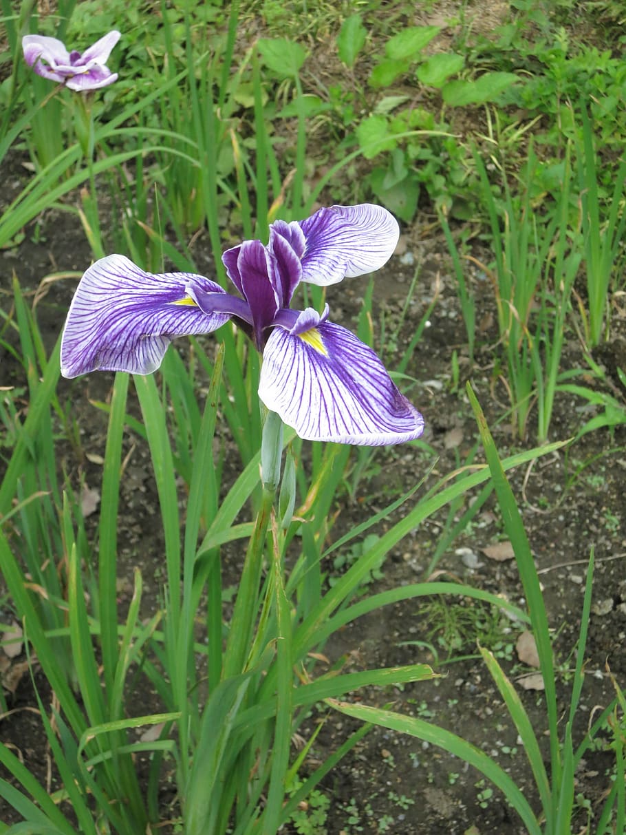 bunga iris, Taman, bunga, musim semi, berkembang, ungu, biru, musim panas, warna-warni, alam