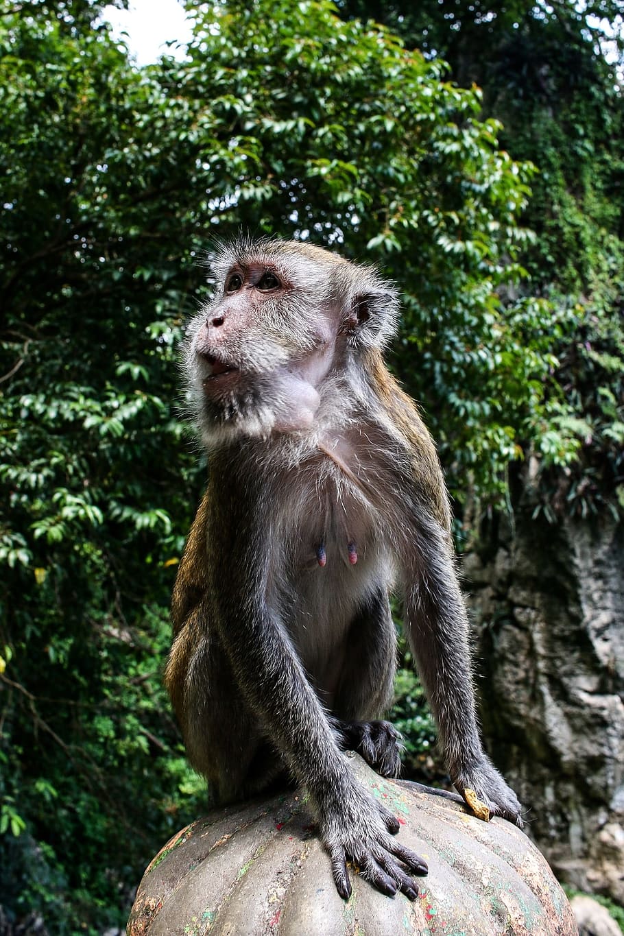 thailand, nature, monkey, tourism, attention, thief, cheeky, wild, animal, äffchen