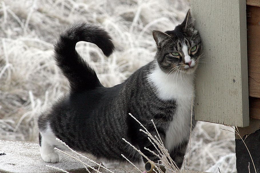 미국 쇼트 헤어 고양이, 국내 고양이, 고양이, 짧은 머리, 검은, 흰색, 고양이 문지름, 깃발 천, 녹색 눈, 고양이 수염