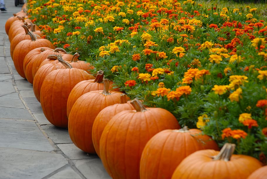オレンジ, カボチャ, 横, 植物, 花, 10月, ハロウィーン, 秋, 季節, 収穫