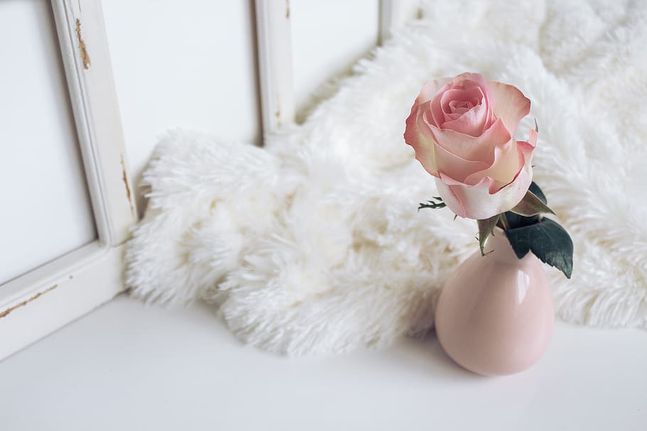 flower, vase, display, fur, design, indoor, indoors, white color, pink color, close-up