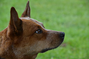 Royalty-free Cattle, Dog photos free download - Pxfuel