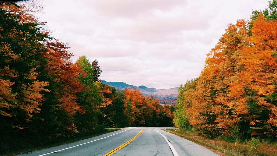 road, path, trees, plants, nature, mountain, landscape, grass, fall, autumn