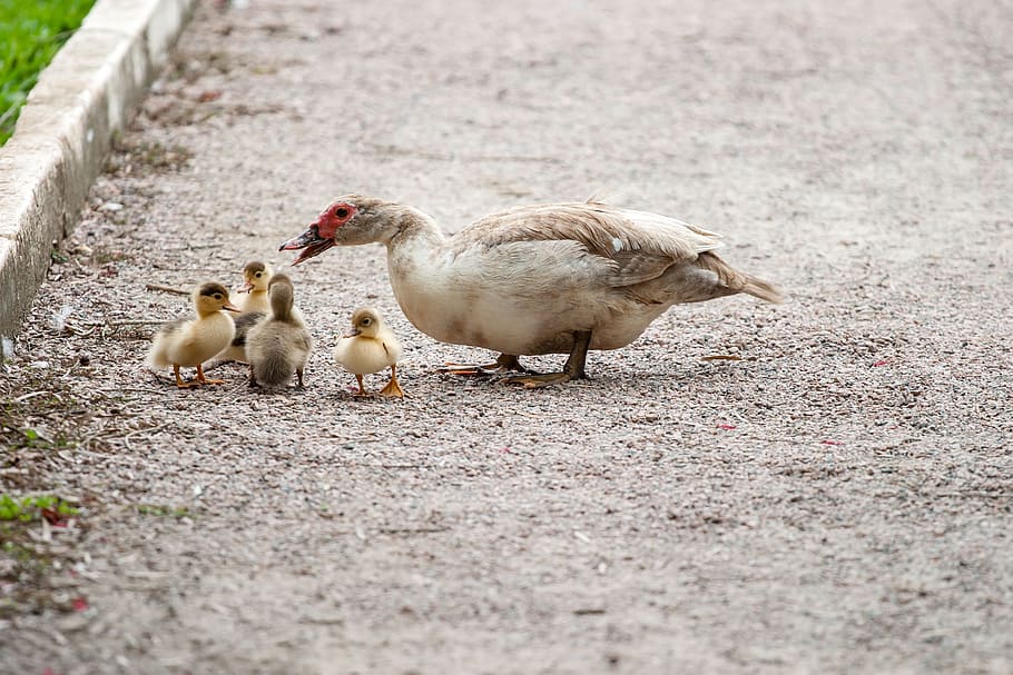 white, duck, four, yellow, ducklings, daytime, white duck, ducks, mom, duckling
