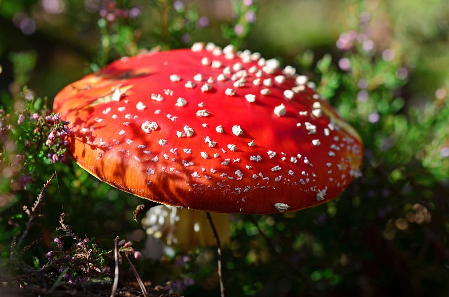 selective, focus photography, red, mushroom, fly agaric, red fly agaric mushroom, toxic, autumn, nature, close-up