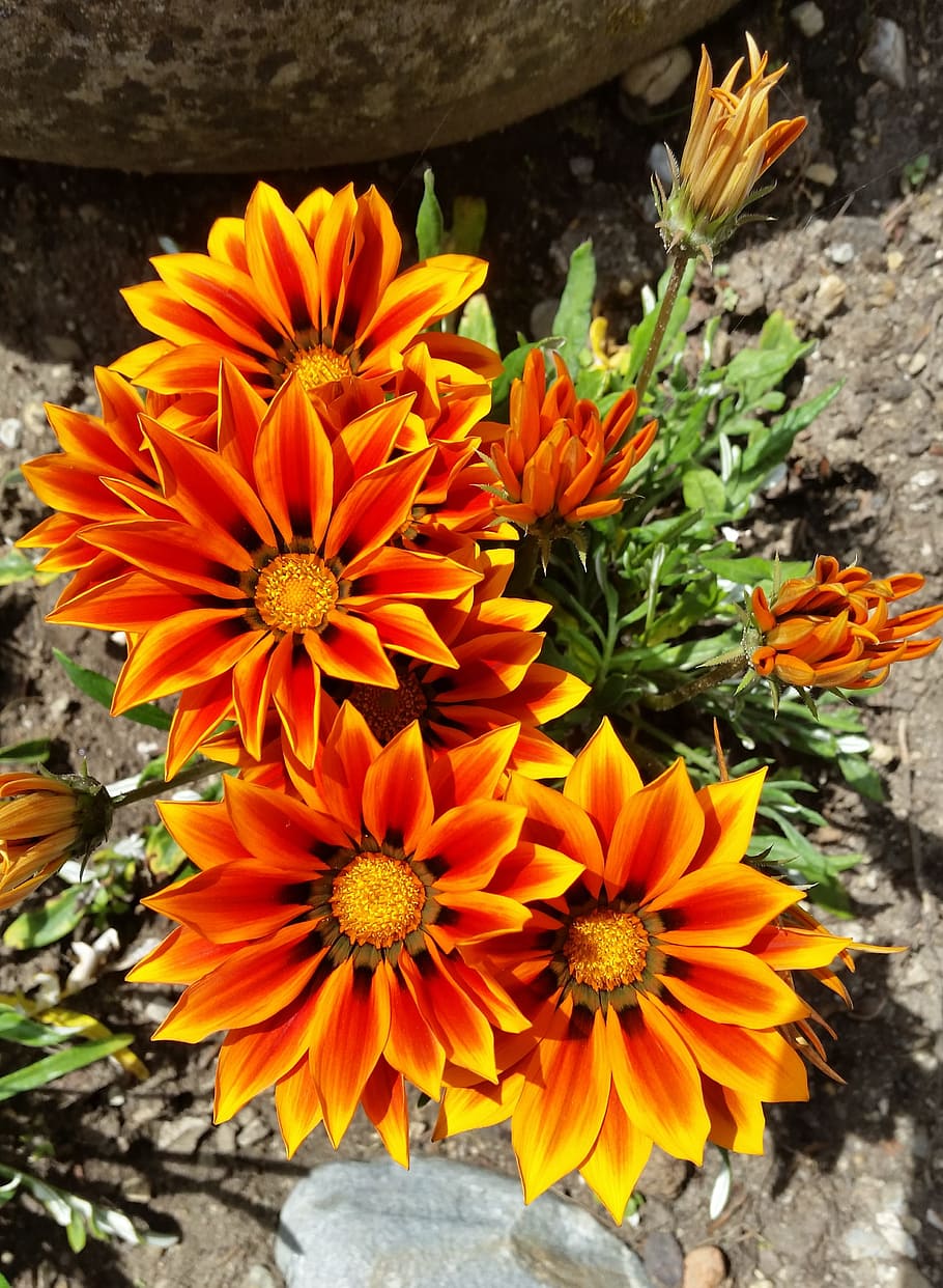 Оранжевый цветок садовый