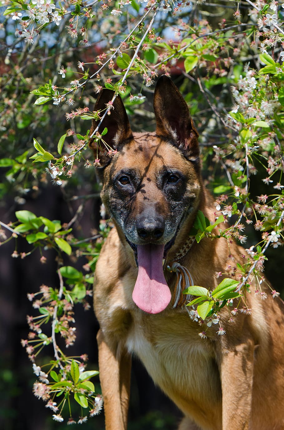 Malinois, Belgian Shepherd Dog, Portrait, friendly, attention, summer, dog, one animal, pets, leaf
