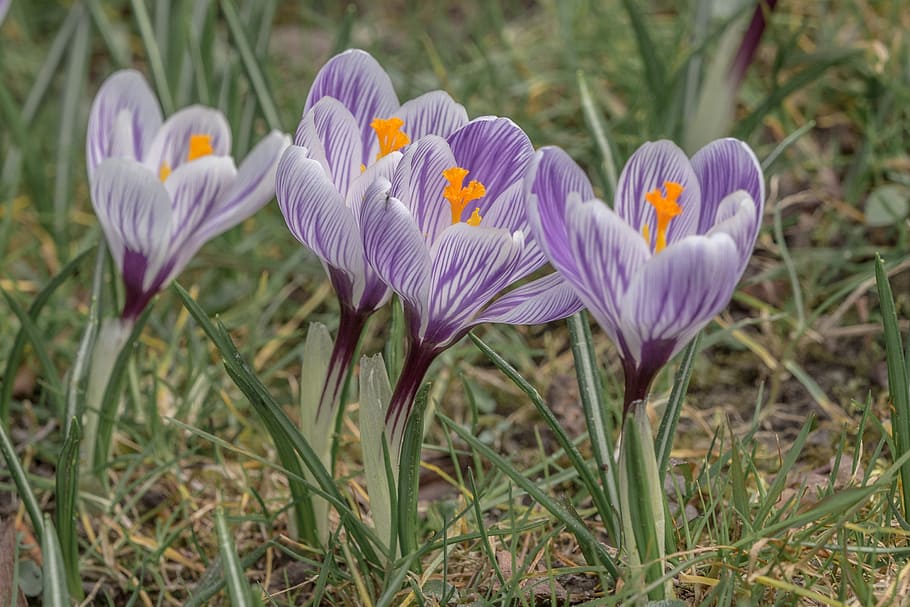 purple, flowers, shallow, focus photography, crocus, blossom, bloom, spring crocus, mountain meadow, spring saffron