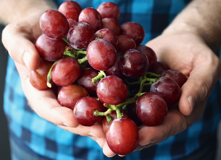 person, holding, grape fruits, grapes, hands holding, palm, fingers, fruit, shirt, harvest