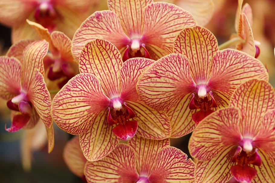 close-up photography, orchid flowers, Beautiful, Bloom, Blossom, Botany, decoration, decorative, detail, elegant