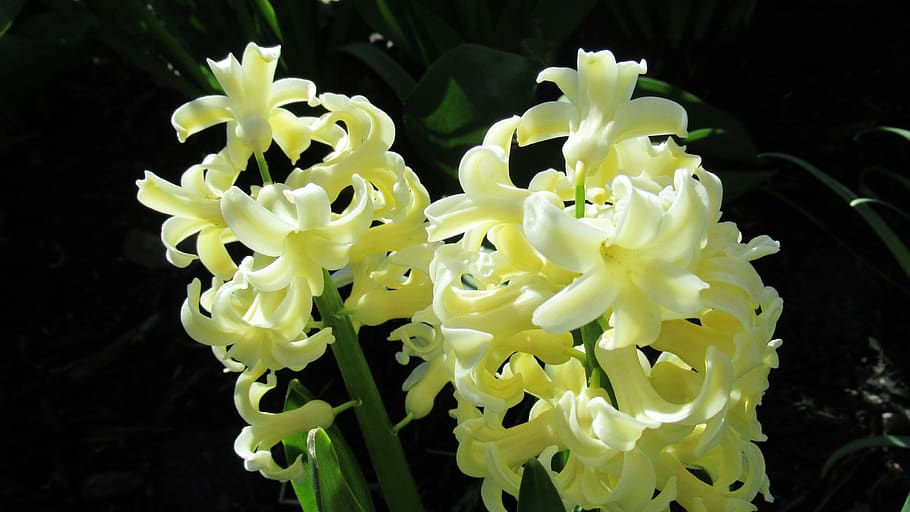 hyacinth, yellow, flower, flora, nature, floral, blooming, flowering plant, plant, beauty in nature
