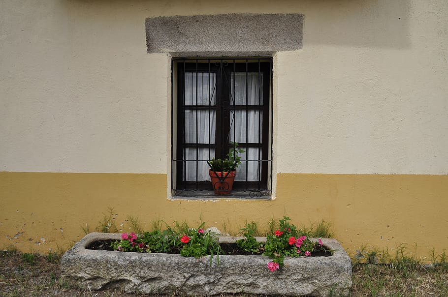 flowers near window, built structure, plant, architecture, flowering plant, flower, building exterior, building, wall - building feature, window