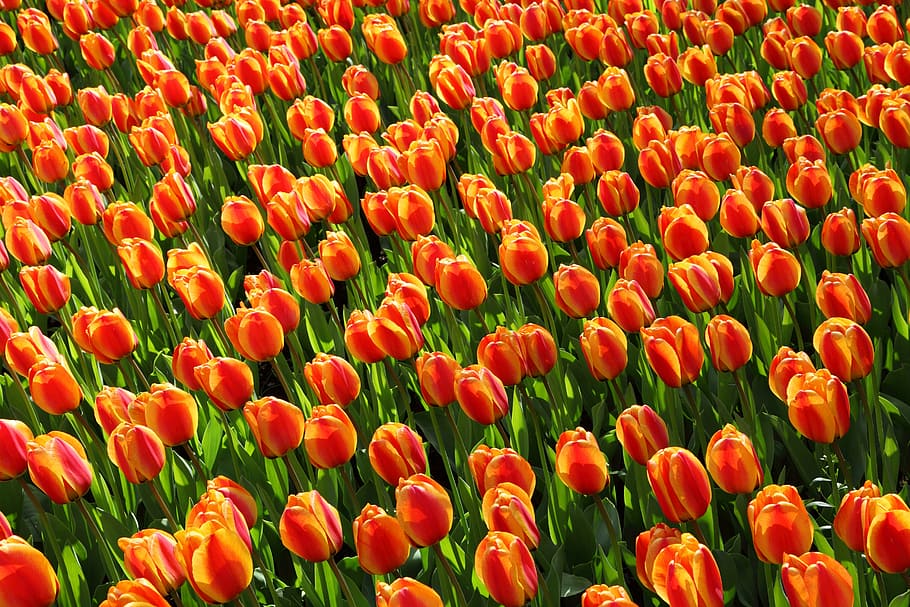 red-and-yellow, tulips field, daytime, tulips, tulip, orange, red, background, wallpaper, flower