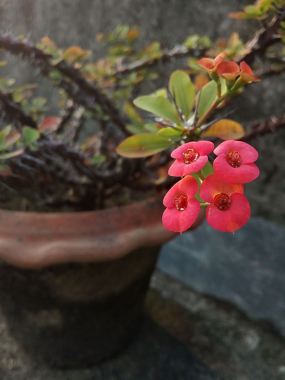 the crown of thorns, christ plant, christ thorn, flower, red, nature, garden, plant, freshness, beauty in nature