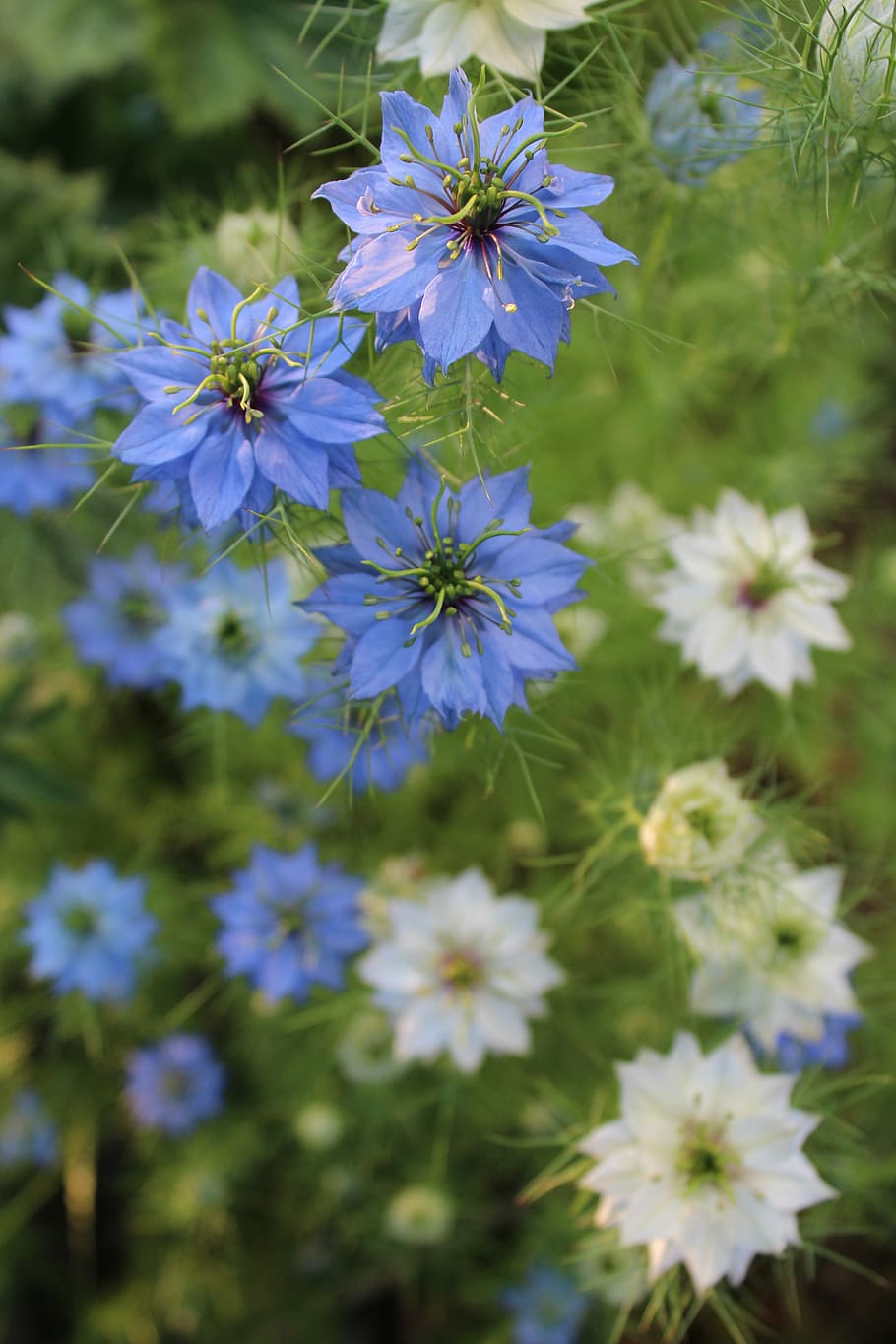 Černucha damascus, flor de nigella, Damasco, Nigella, Flor, černucha damascus, amor en la niebla, jardín, flor azul, nigella damascena