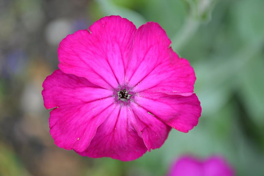 pink, flower, close-up, nature, plant, petals, rose campion, lychnis coronaria, flowering plant, petal