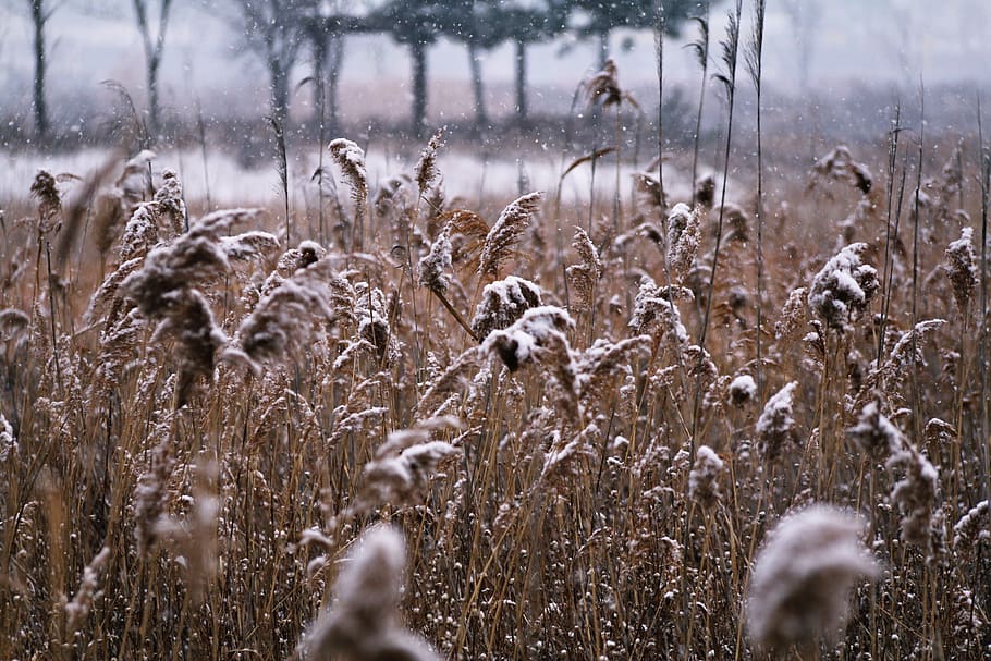 brown, grass, covered, snow, nature, season, s, outdoors, winter, reeds forest