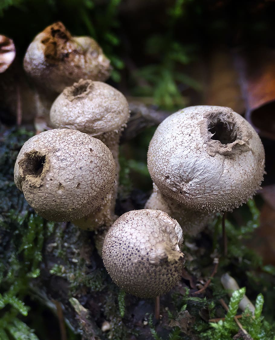 mushroom, mushroom group, bottles russulas, ripe, mature, group, forest floor, lycoperdon perlatum, bottle bovist, lycoperdon