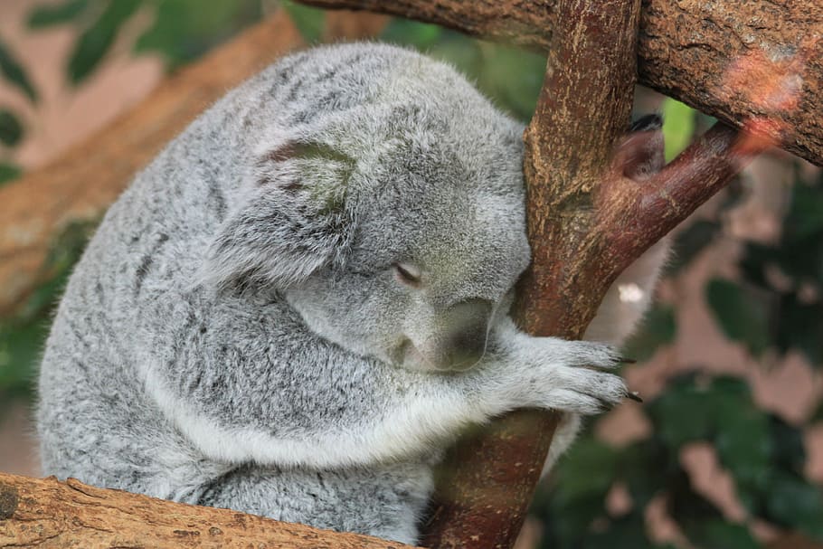 close-up photo, gray, koala, bear, branch, daytime, fauna, animals, sleep, nap