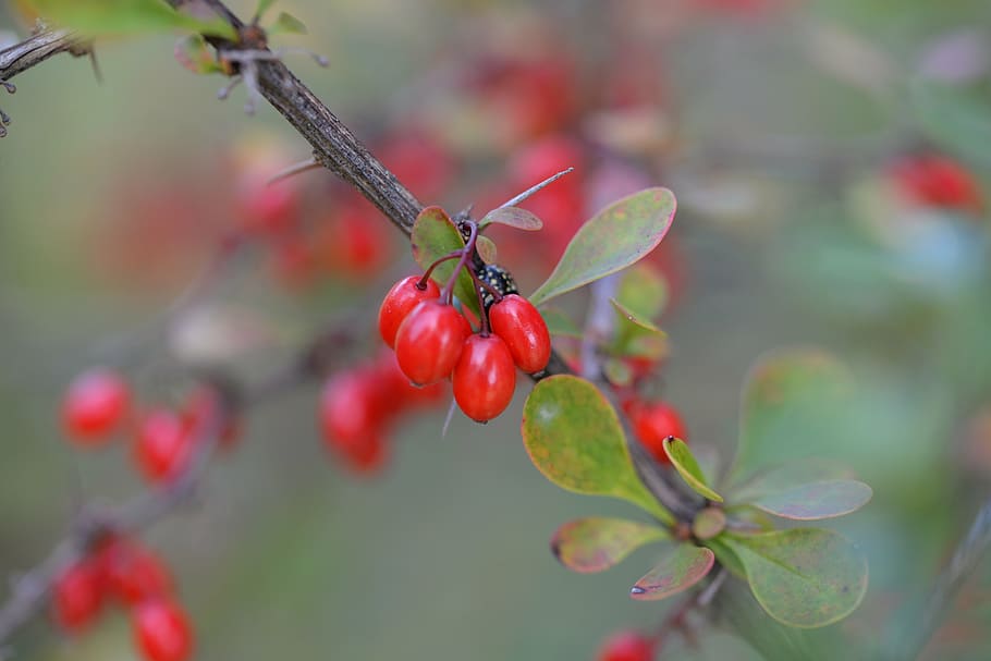 barberry, berberis, plant, red fruits, nature, fruit, red, healthy eating, food and drink, food