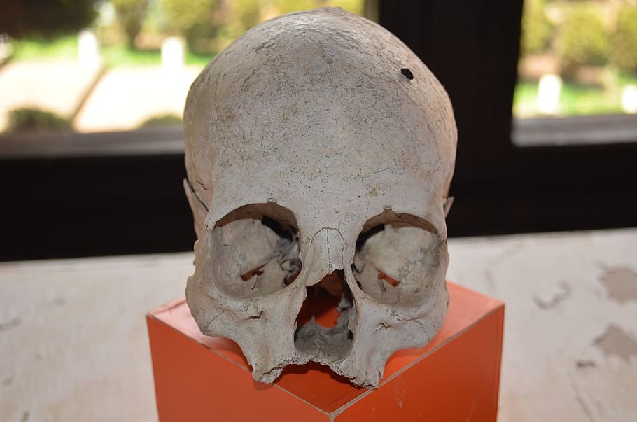 skull, human remains, death, skeleton, dead, bones, mexico, focus on foreground, close-up, representation