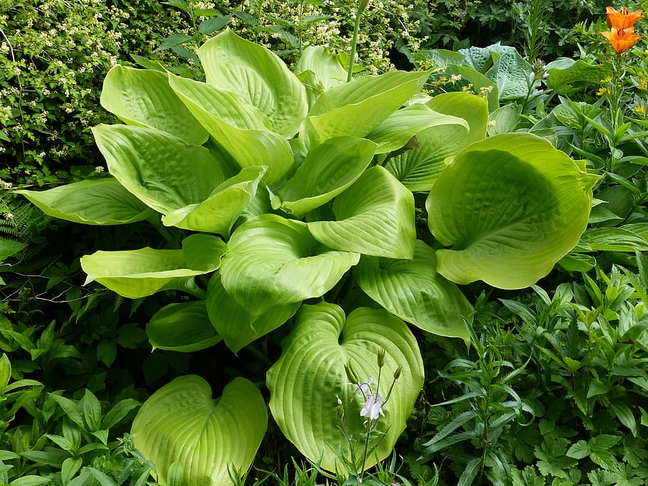 cough, bladväxt, plant, green, flowers, summer, garden, green color, growth, plant part