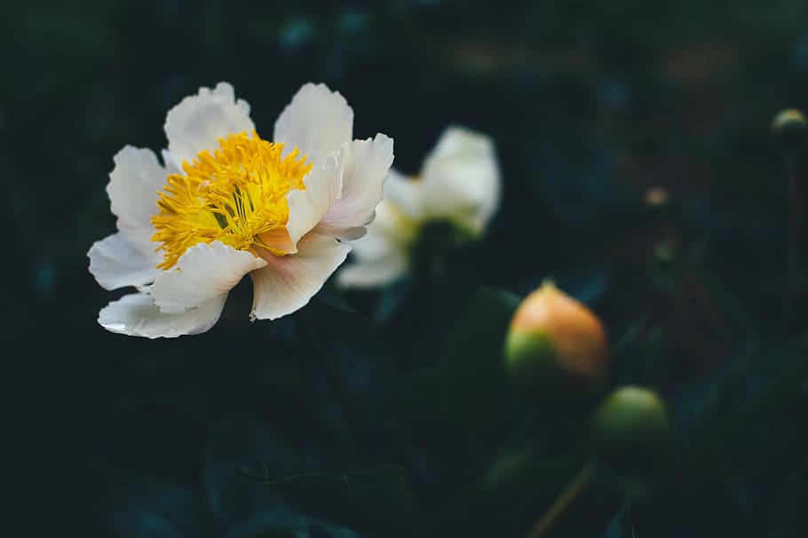 close-up photo, white, yellow, flower, shallow, focus, photography, flowers, nature, blossoms