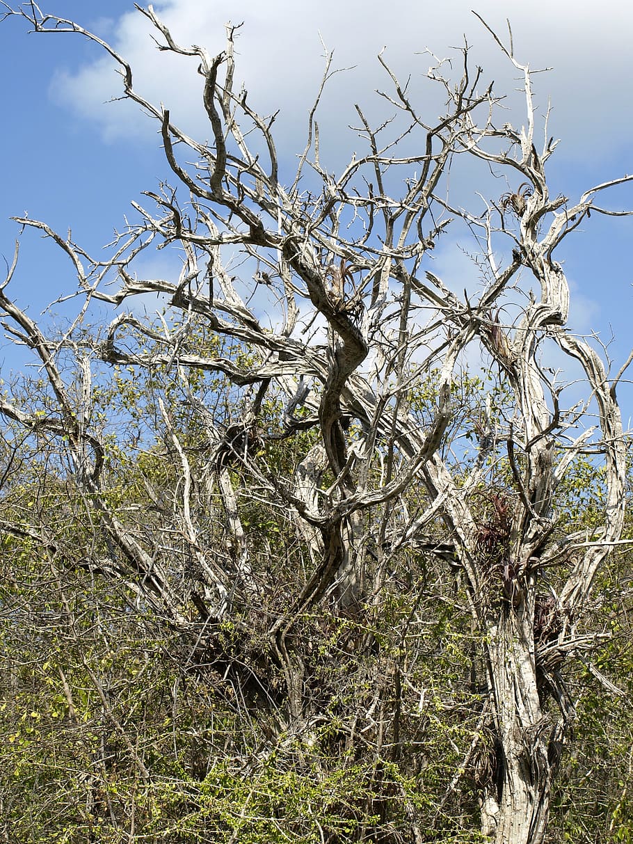 tree, gnarled, old, branches, dead, broken, wood, arid, branch, dead plant