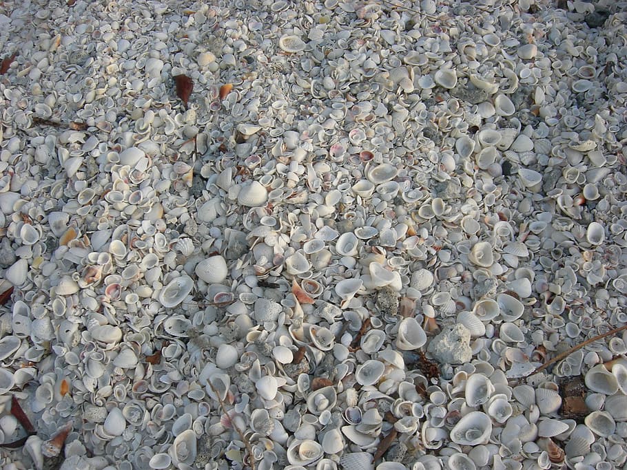 shells, sea, shell, beach, brown, vintage, broken, coast, sand, seascape