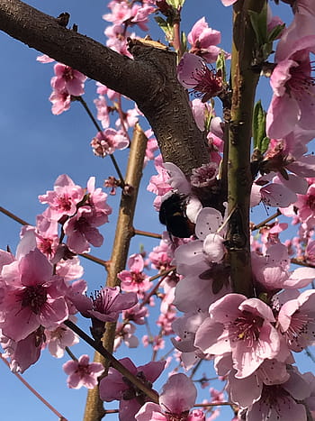 Página 6 | Fotos flor de duraznos libres de regalías | Pxfuel