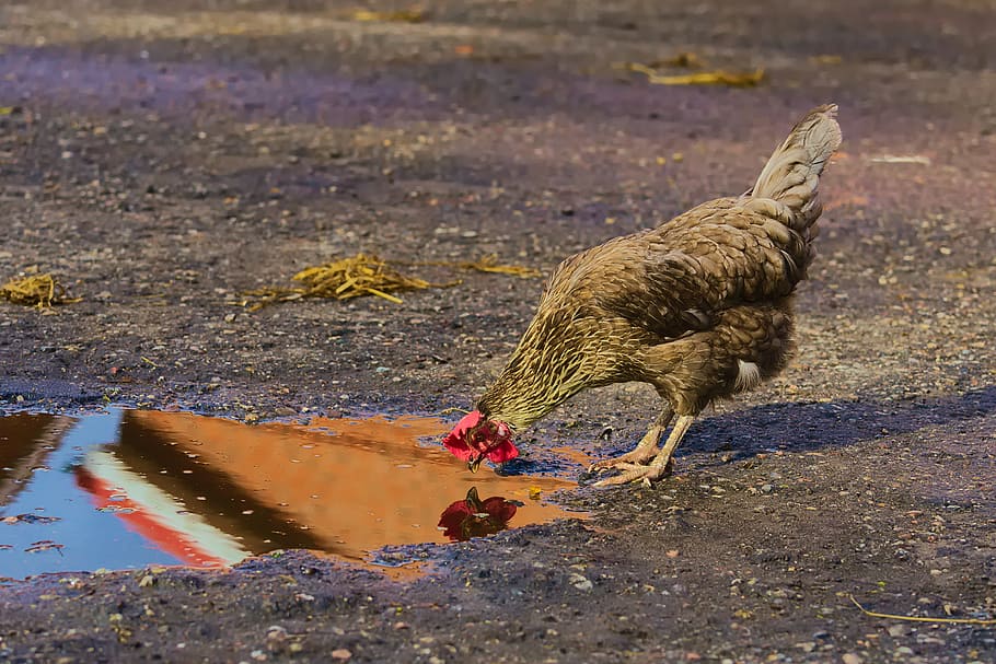 chicken, self-recognition, mirror, farm, animal, cock, hen, fowl, reflection, portrait