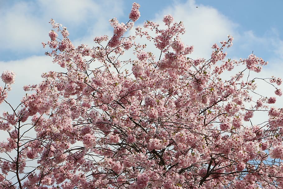 flor de almendro, flores de mayo, flores, árbol, flor, vista de ángulo  bajo, planta, planta floreciendo, cielo, color rosa | Pxfuel