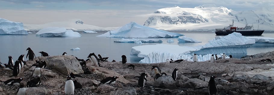 fotografia de paisagem, pinguins, antártica, animais, turismo, região selvagem, neve, pássaro, frio, natureza