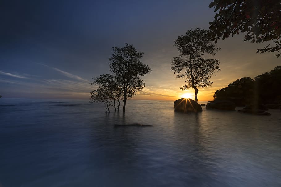 silhouette photography, trees, body, water, the sun, phuquoc, island, vietnam, the beach, mangrove