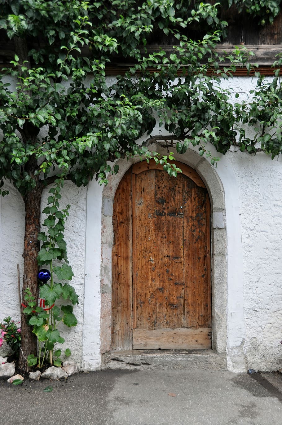 Pintu, pohon, rumah, depan, hijau, pintu masuk, lengkungan, hari, di luar ruangan, tanaman