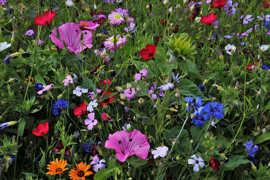 bed, blue, pink, white, petaled flowers, flowers, meadow, garden, the beasts of the field, plant