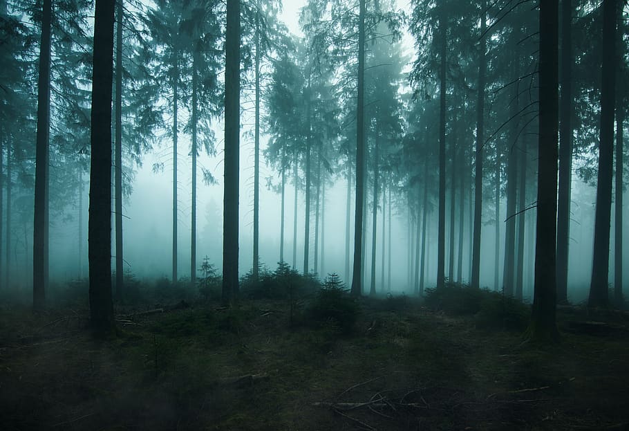 forest, fairy tales, nature, landscape, fog, mysterious, trees, atmosphere, magic, mood