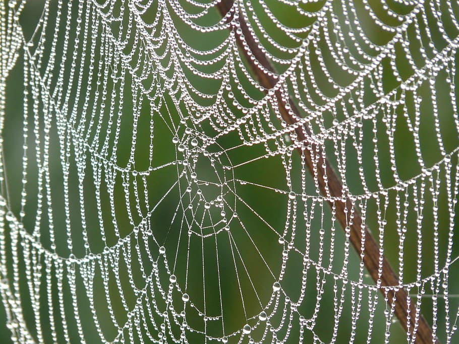 close, photography, morning dew, cobweb, morgentau, dew, dewdrop, drip, spider Web, nature
