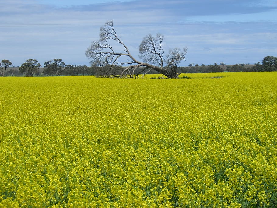 field, nature, canola, natural, outdoor, rural, environment, landscape, agriculture, yellow