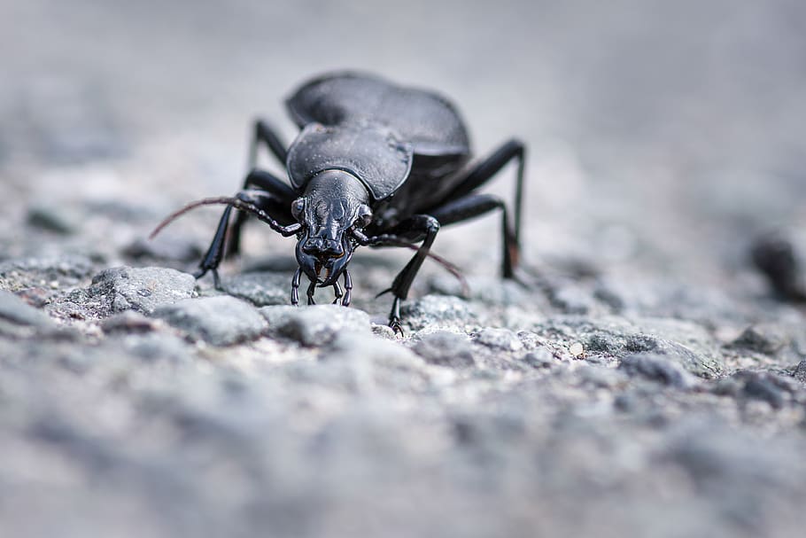 serangga, kumbang, kumbang tanah, hewan, makro, kaki, gunting probe, mata tank, jalan, jauh