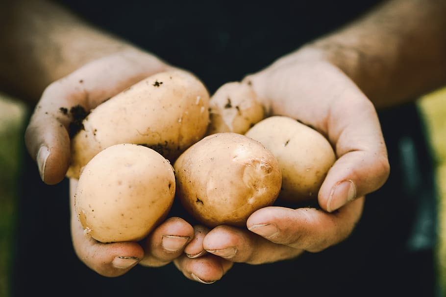 Farmers, hands, freshly, harvested, vegetables., Fresh, bio, potatoes, boy, closeup