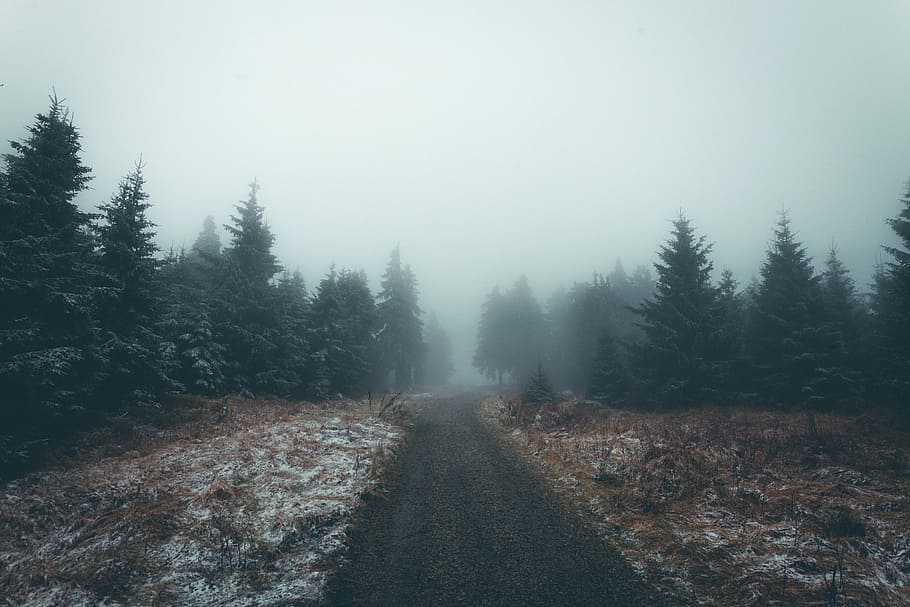 foggy, pine trees, road, pine, trees, forest, plants, nature, landscape, outdoor
