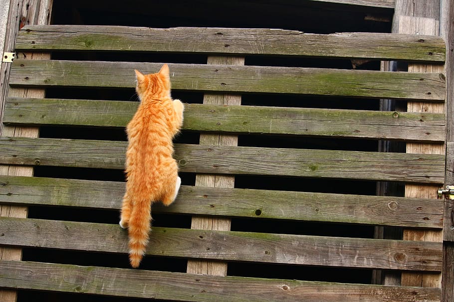 gato atigrado naranja, gato, gatito, atigrado caballa roja, gato rojo, escalada, pared de madera, gato bebé, madera - material, nadie