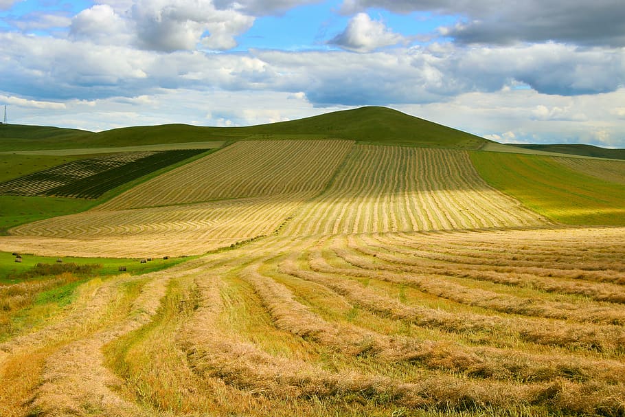 farm field, in wheat field, prairie, the vast, landscape, environment, tranquility, sky, cloud - sky, tranquil scene