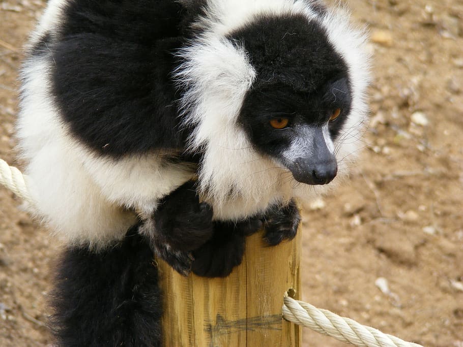 lemur, maki, monkey maki, zoo, monkey, madagascar, wild, animals, mayotte, animal wildlife