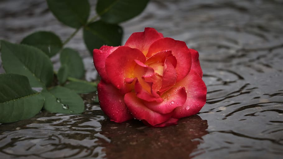 rosa amarilla roja en lluvia, amor perdido, dejado en silencio, gotas de agua, olas, tarde, rosa alinka, naturaleza, al aire libre, flor