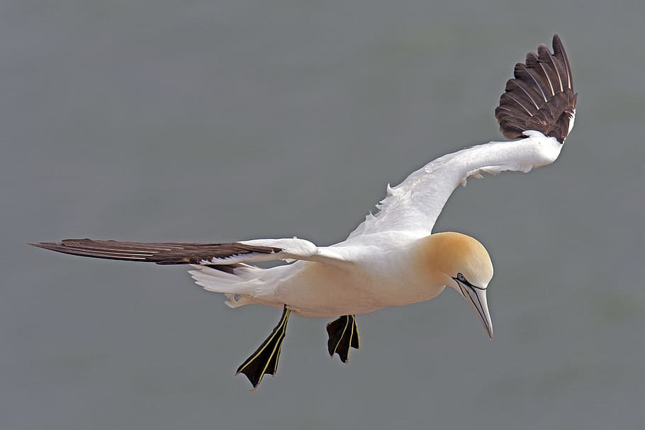 selective, focus photo, white, brown, booby, bird, northern gannet, helgoland, morus bassanus, sea island