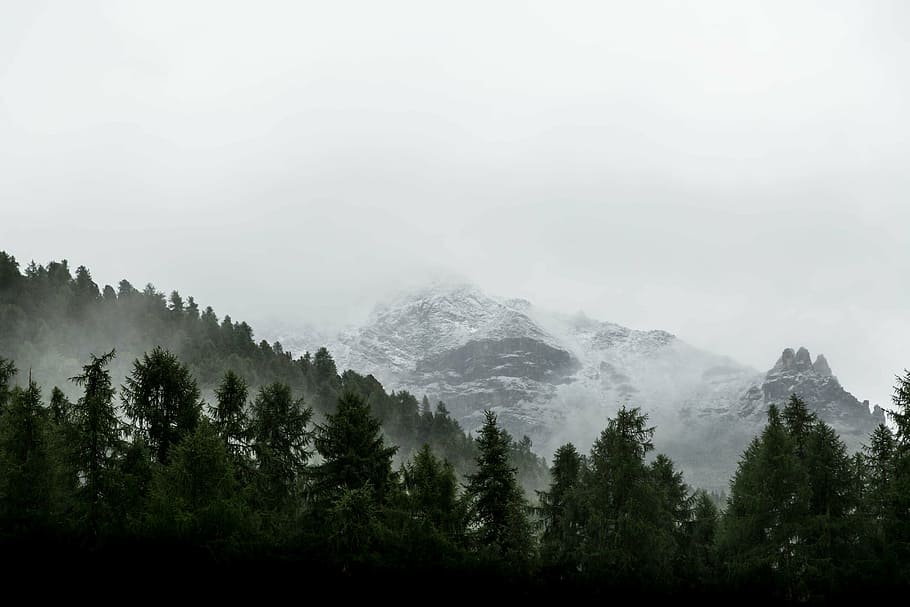 foto, floresta, montanhas do boné de neve, fotografia, geleira, montanha, perto, verde, árvores, dia