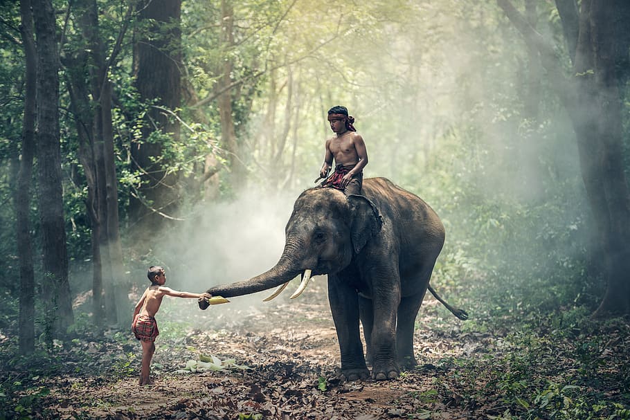 elefante, equitação, crianças, ásia, camboja, cultural, índia, indonésio, guardião do elefante, myanmar