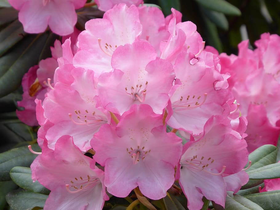 rhododendron, mekar, semak, tanaman berbunga, bunga, menanam, warna merah muda, merapatkan, kesegaran, kerapuhan